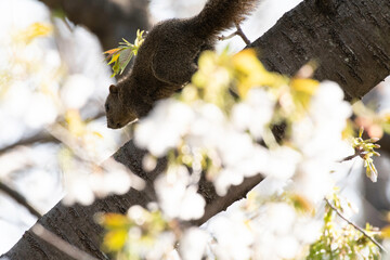 Taiwan squirrel on cherry blossom tree