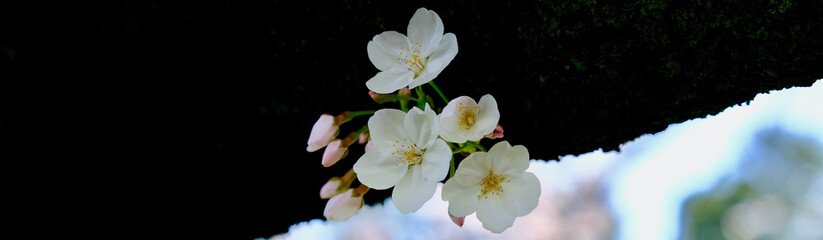 Fototapeta na wymiar 【東京】千鳥ヶ淵公園の桜（ワイド）