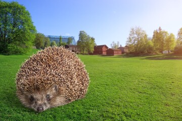 Hedgehog.