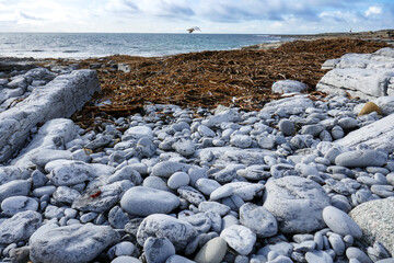 Seashore at Inis Oirr, Aran Islands, Ireland. Rounded rocks and seaweed in foreground with water and sky and bird.