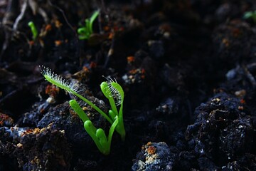 Young carnivorous Cape Sundew plant, latin name Drosera capensis, growing out of dark brown soil in large flower pot, already catches some flies on tentacles, some other stems visible in background.