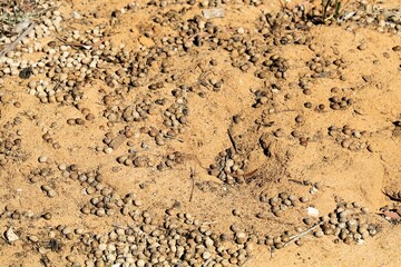 Scat and diggings of European rabbits (Oryctolagus cuniculus) South Australia