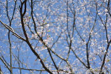 田野町の桜