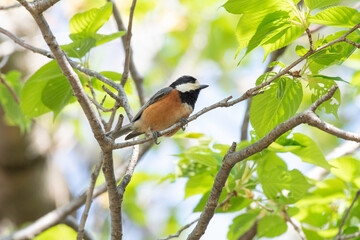 Varied tit on cherry blossom tree