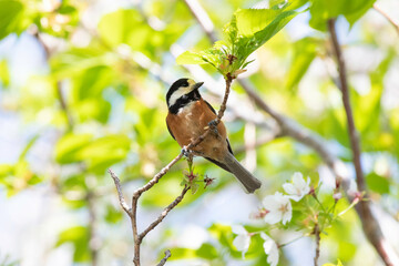 Varied tit on cherry blossom tree