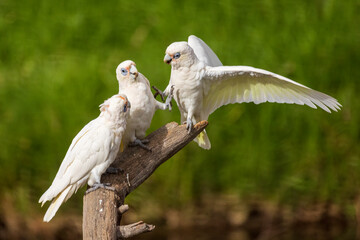 Three Little Corella's (Cacatua sanguinea) on a branch.