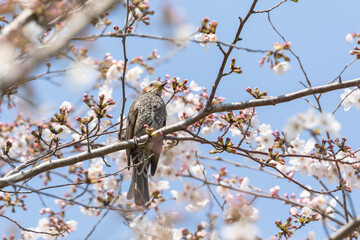桜の花と小鳥