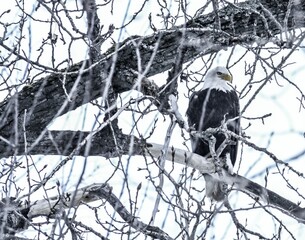 Watchful bald eagle