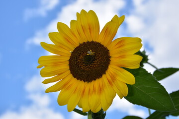 Bee on a sunflower