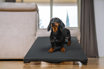 cute dachshund puppy, black and tan, stand on a special ramp for dog with long spine and short paws...