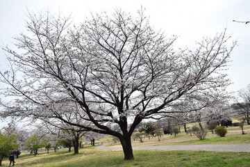 Obraz premium 桜