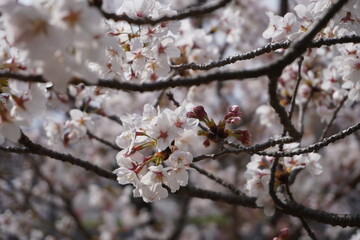 桜