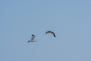 Seagulls flying in clear blue sky.