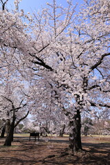 spring beauty in japan
