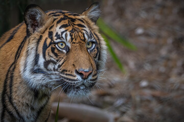2021-03-27 A CLOSE UP OF AN ENDANGERED SUMATRAN TIGER