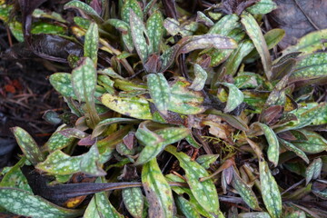 ヒメムラサキ　プルモナリア　春　ガーデニング 　班入りの葉　Pulmonaria