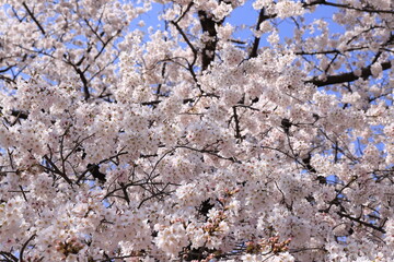 spring beauty in japan