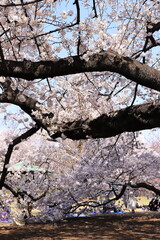 spring beauty in japan