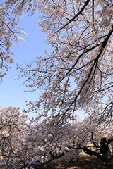spring beauty in japan