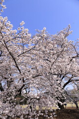spring beauty in japan