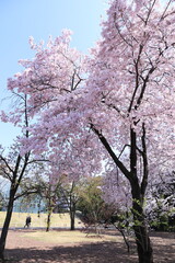 spring beauty in japan
