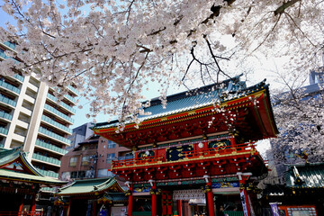 【東京】神田明神の桜（春）