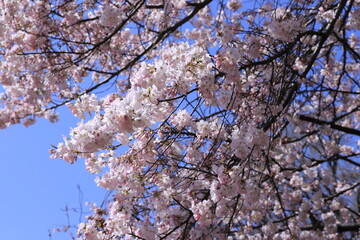 spring beauty in japan