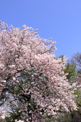 spring beauty in japan