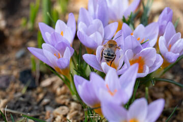 bee on crocus