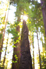 Fototapeta premium sun shining through the trees