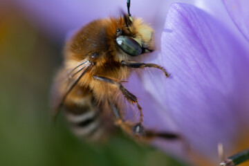 bee on a flower