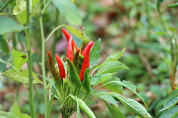 収穫前の赤唐辛子