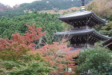 Obraz premium 紅葉する浄発願寺にある三重塔