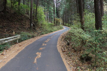 秋の山間の舗装された道