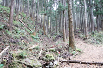 山間の植林された杉林