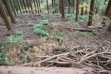 植林された杉を間伐した風景