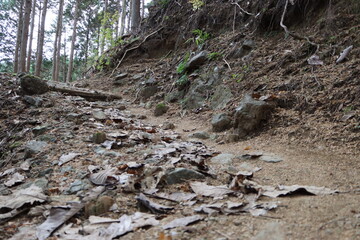 日向渓谷から大山に向かう登山道(九十九曲ハイキングコース)