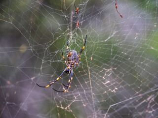 Orb Spider in Web