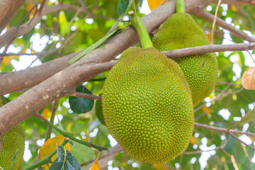 Jackfruit (Scientific name: Artocarpus heterophyllus Lam.) Fruits are growing on trees.