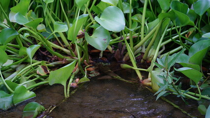 water hyacinth plants by the river