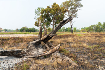 Burnt tree stump at the rice field after harvest, Thailand.