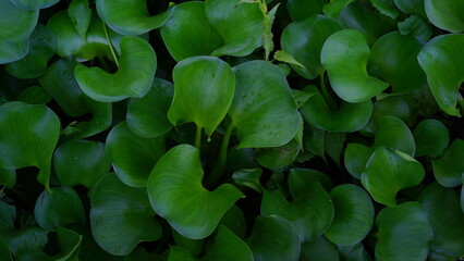 water hyacinth plants by the river