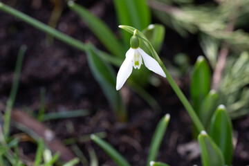 snowdrop flower in spring