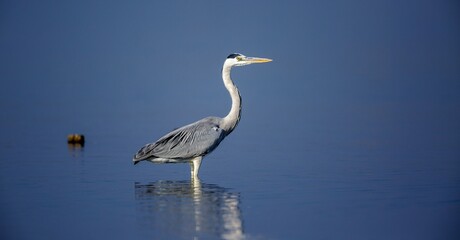 great blue heron ardea cinerea