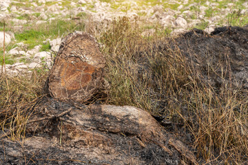Burnt tree stump at the rice field after harvest, Thailand.