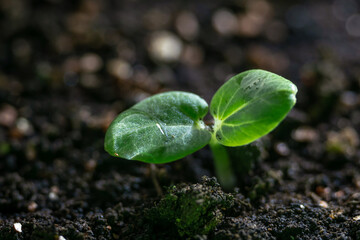 Young sprout with a drop of water on the leaf closeup in the soil