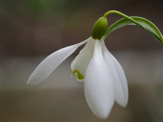 White snowdrop