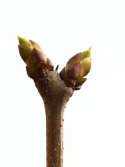 Blossom in spring time