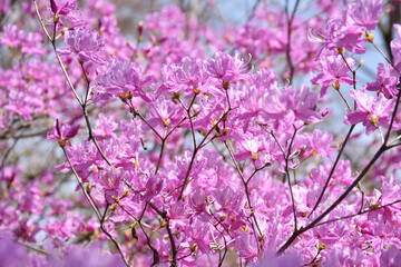 Fototapeta premium ミツバツツジ 花模様