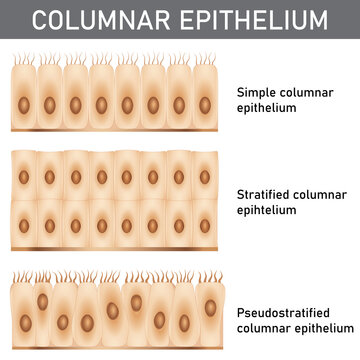 Scientific and medical illustration of the epithelium structure types, cells of simple and stratified columnar epithelium.